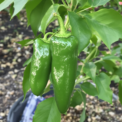 Manzano Pepper Seeds – Garden Vegetable Seeds