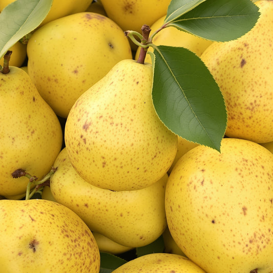 Yellow Pear – Garden Vegetable Seeds
