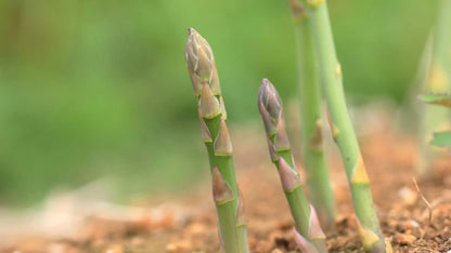 Mary Washington Asparagus Seeds Non-GMO Fresh Garden Seeds for Planting
