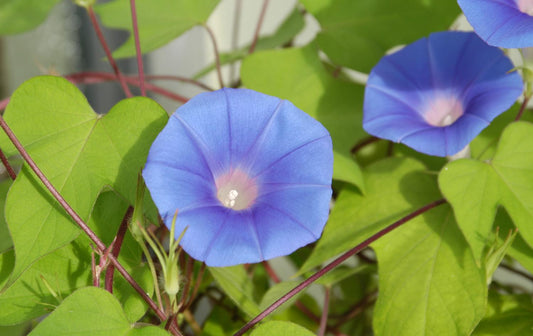 Stargate Japanese Morning – Garden Flower Seeds