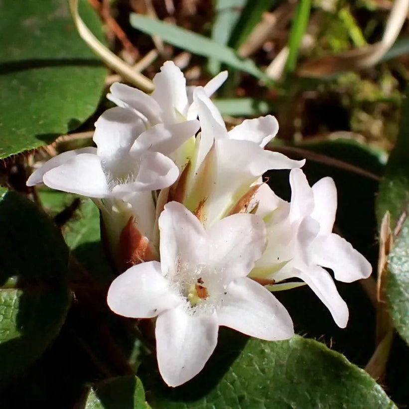 Arbutus White Bloom Seeds – Heirloom, Non-GMO, Evergreen Ornamental Shrub