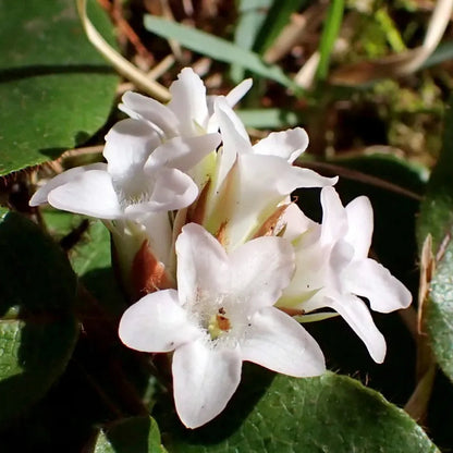 Arbutus White Bloom Seeds – Heirloom, Non-GMO, Evergreen Ornamental Shrub