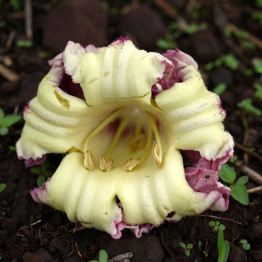 Oroxylum Indicum – Midnight Horror Ornamental Flower Tree Seeds