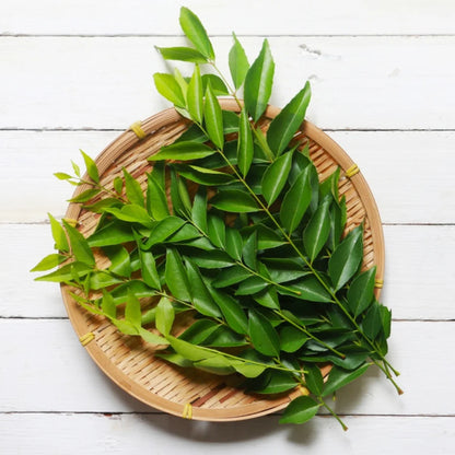Black-Stem Curry Leaf Plant Seeds – Distinct Dark Stems & Aromatic Foliage for Home Gardens