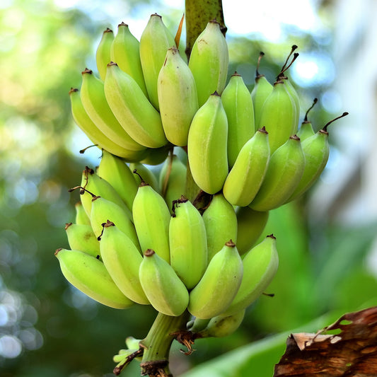 Musa Nagensium – Ornamental Banana Tree Seeds