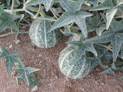 Buffalo Coyote Gourd – Climbing Vegetable Garden Seeds