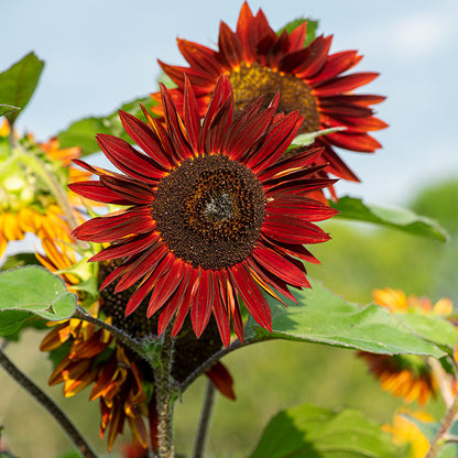 Sunflower Claret Seeds Deep Red Sunflower Variety Striking Non-GMO Blooms