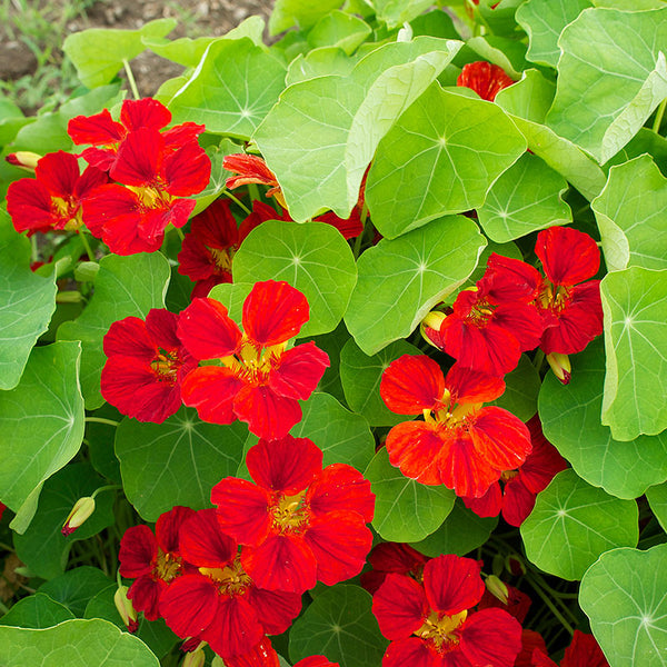 Mahogany Nasturtium Flower – Annual Flower Seeds