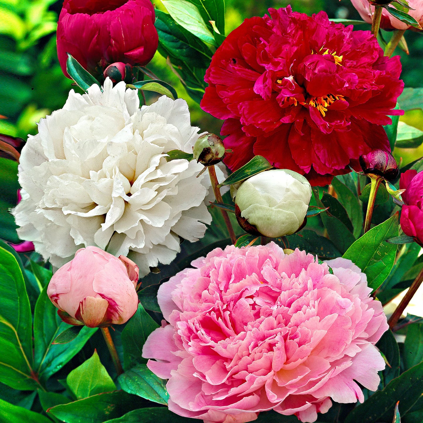 Peony (Paeonia) Mixed Colors Seeds for Planting – Heirloom, Non-GMO, Easy to Grow, Perennial Blooms