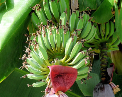 Bhimkol Banana Musa Balbisiana – Fruit Tree Seeds