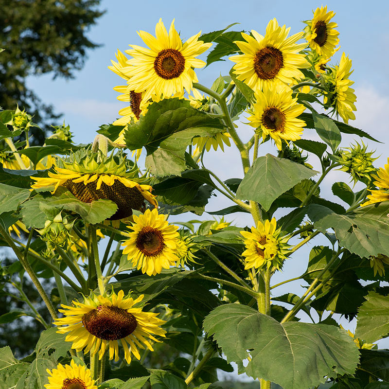 Mammoth Sunflower Lemon Queen Flower Seeds
