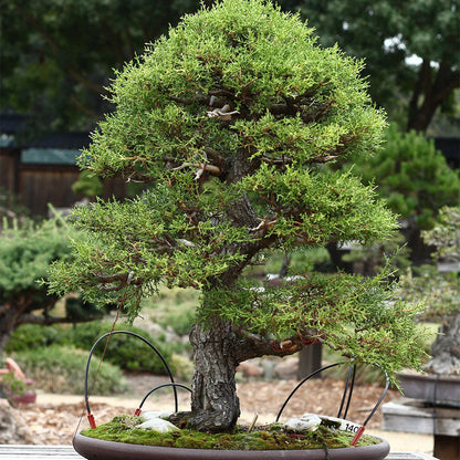 Monterey Cypress Cupressus – Garden Flower Seeds
