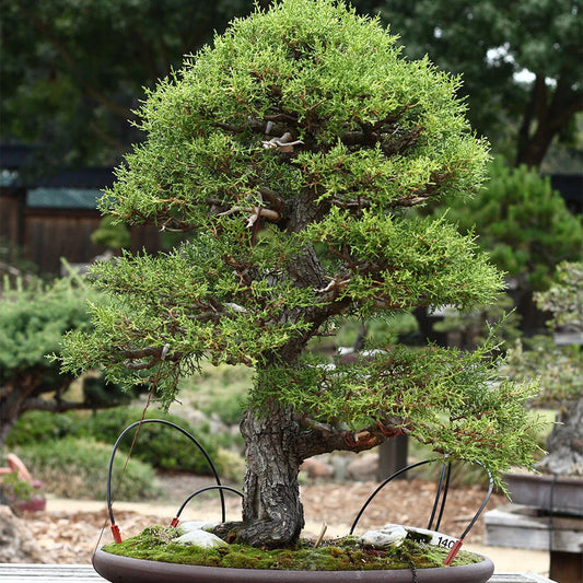 Monterey Cypress Cupressus – Garden Flower Seeds