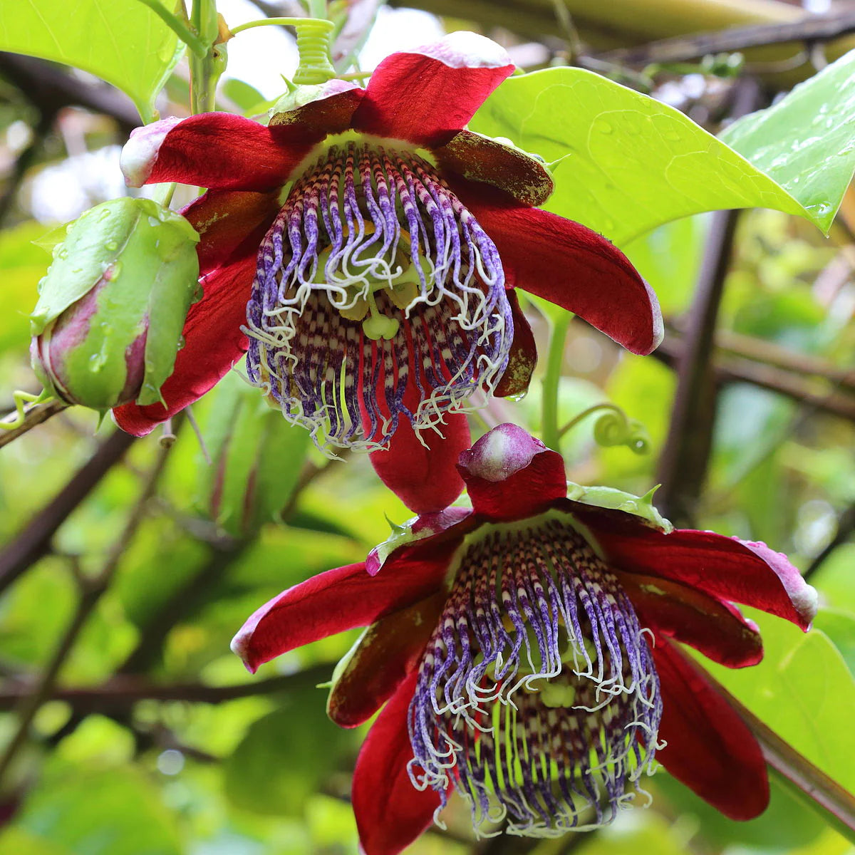 Passiflora alata Seeds – Winged-Stem Passion Flower, Heirloom, Non-GMO, Tropical Climbing Vine