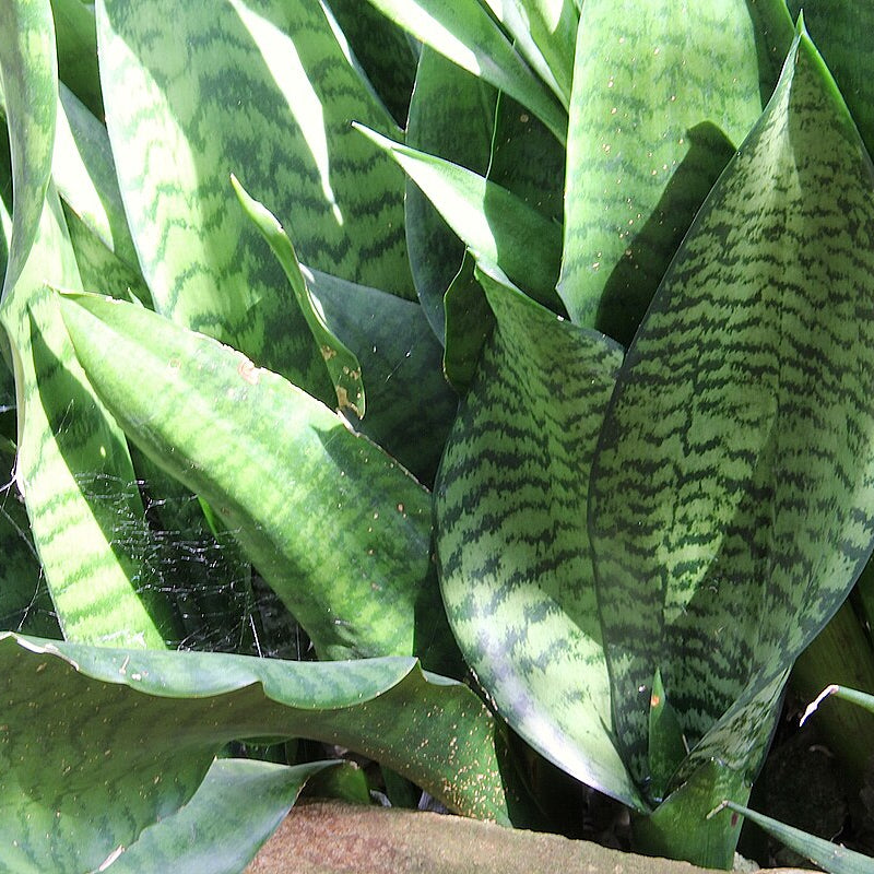 Sansevieria Liberica Seeds Rare Snake Plant Variety Hardy Air-Purifying Indoor Succulent