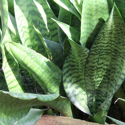 Sansevieria Liberica Seeds Rare Snake Plant Variety Hardy Air-Purifying Indoor Succulent