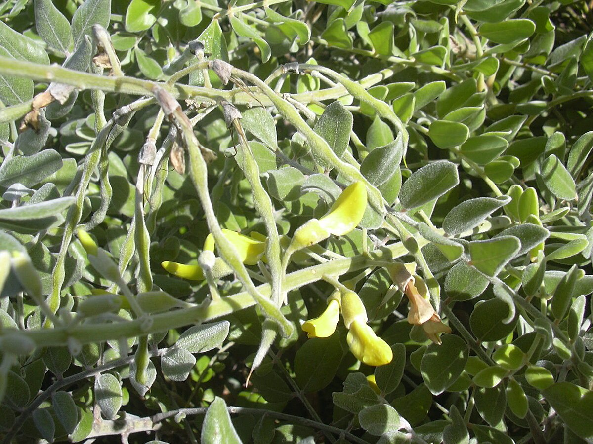 Silver Necklace Bush Seeds for Planting ( Seeds) Sophora tomentosa