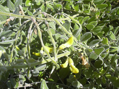 Silver Necklace Bush Seeds for Planting ( Seeds) Sophora tomentosa