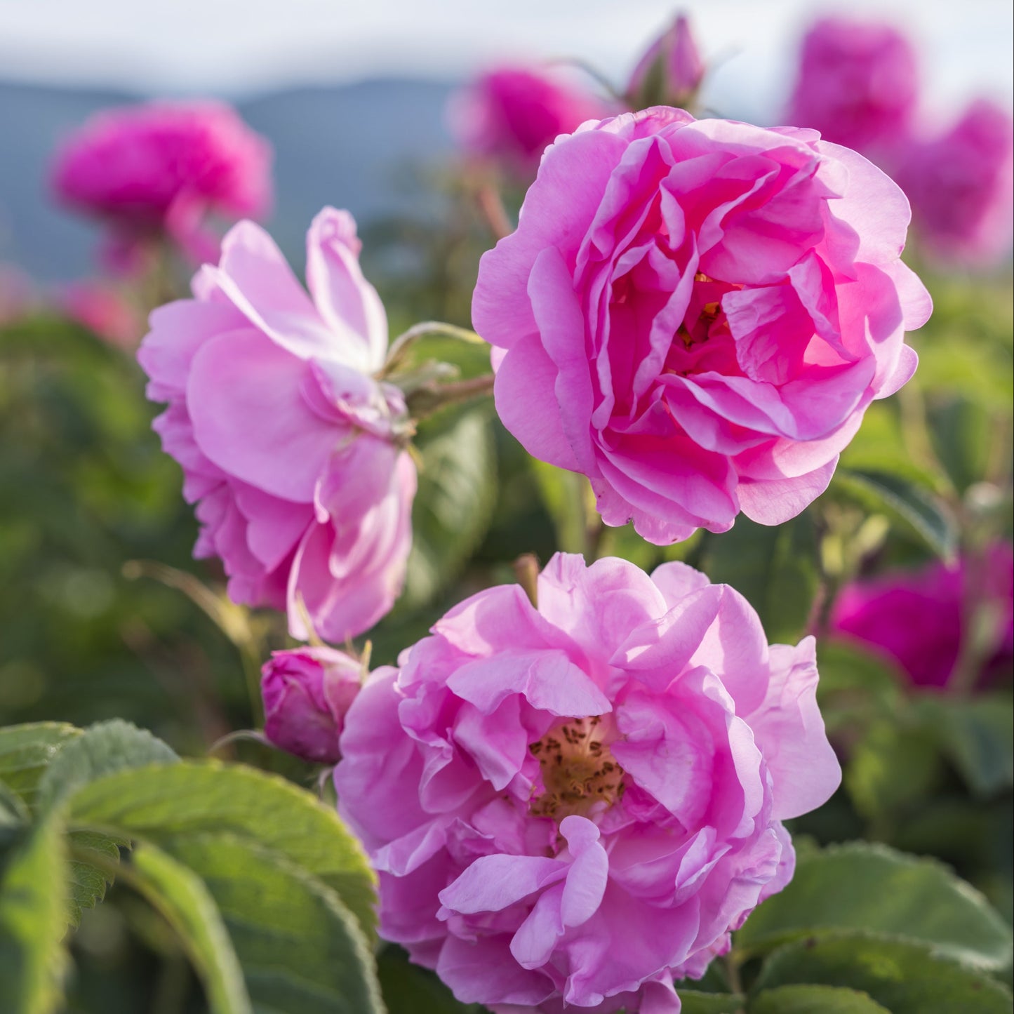 Damask Rose Seeds Rosa Damascena Fragrant Rose for Perfume & Garden Beauty