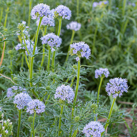 Globe Gilia – Colorful Wildflower Garden Seeds