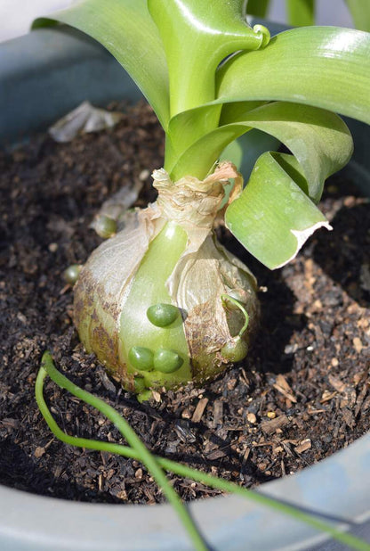 Ornithogalum Caudatum Sea Onion Pregnant Onion - Vegetable Seeds