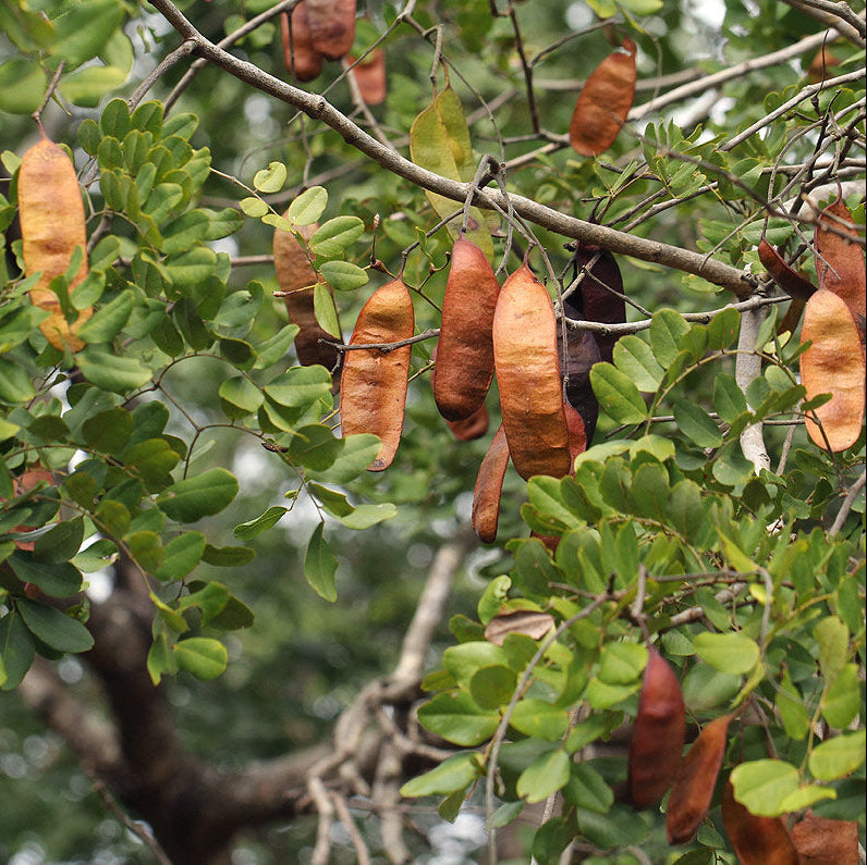 African Blackwood Seeds Dalbergia melanoxylon Rare Hardwood Tree  Valuable Timber Species