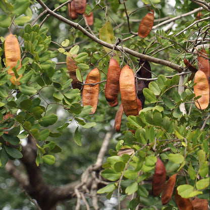 African Blackwood Seeds Dalbergia melanoxylon Rare Hardwood Tree  Valuable Timber Species