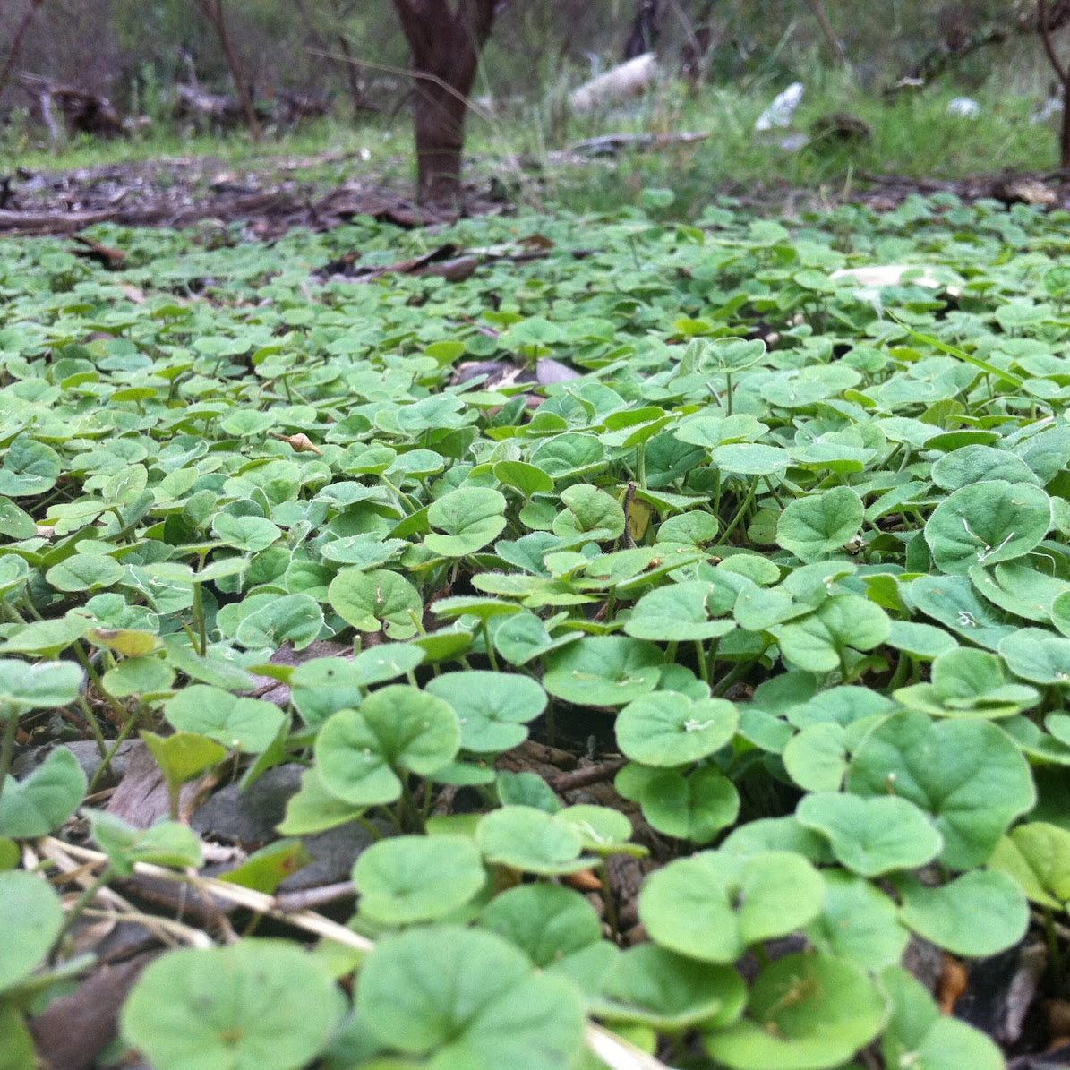 Dichondra Repens (Kidney Weed) Seeds for Planting – Heirloom, Non-GMO, Evergreen Groundcover, Easy to Grow, Perennial Variety