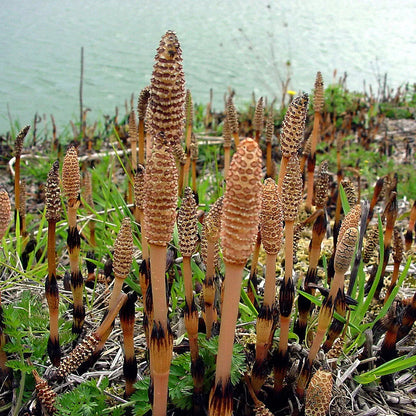 Equisetum telmateia – Giant Horsetail Plant for Landscaping