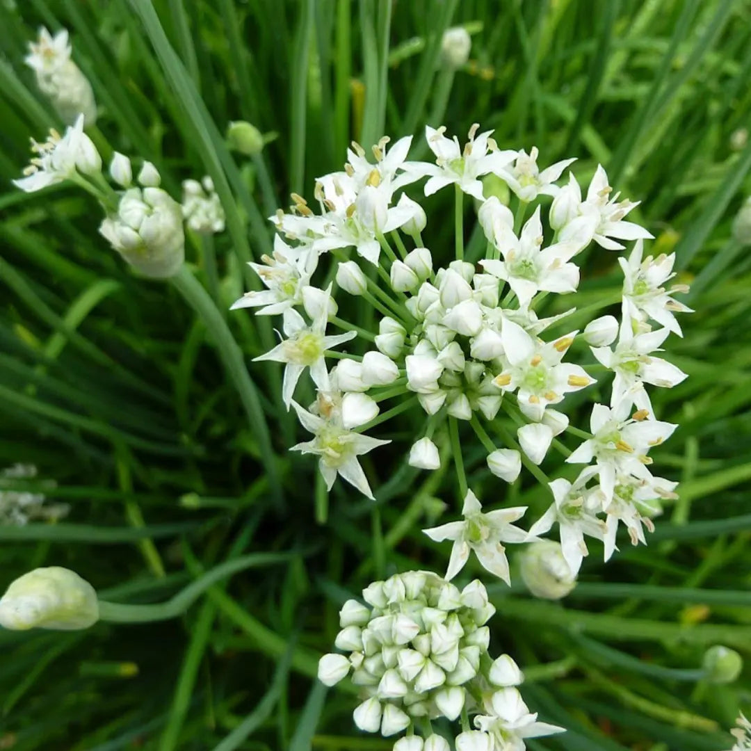 Garlic Chive Allium Tuberosum – Culinary Herb Seeds