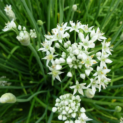 Garlic Chive Allium Tuberosum – Culinary Herb Seeds