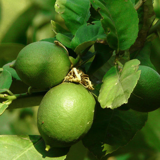 Lime (Citrus aurantiifolia) Seeds for Planting – Heirloom, Non-GMO, Easy to Grow, Citrus Variety