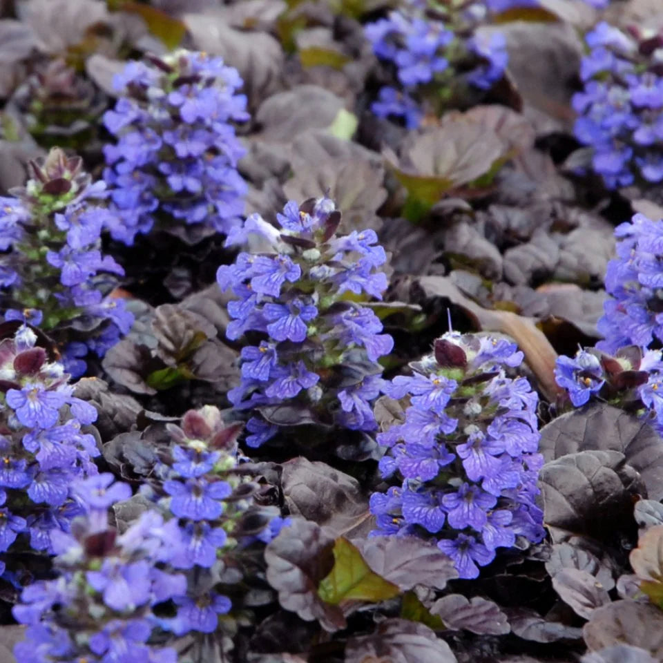Blue Bugleweed (Ajuga reptans) Seeds for Planting – Heirloom, Non-GMO, Easy to Grow, Perennial, Shade-Tolerant