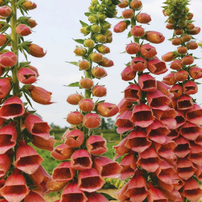 Reddish Bronze Digitalis – Garden Flower Seeds