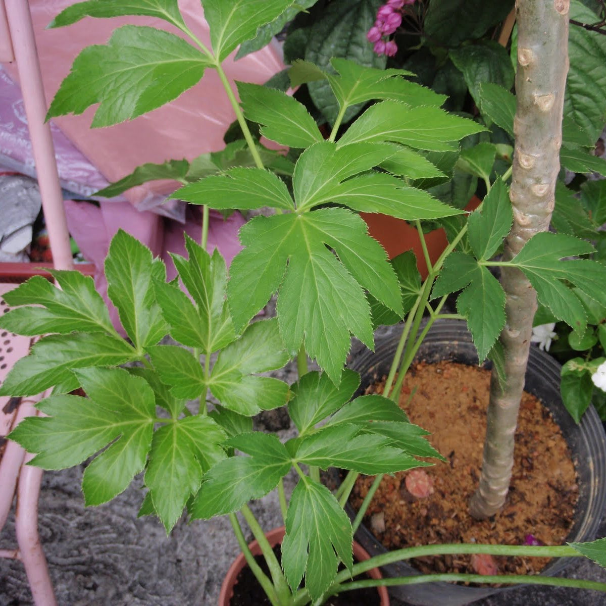 Ashitaba (Angelica Keiskei) Seeds – Fast-Growing Green Herb for Planting