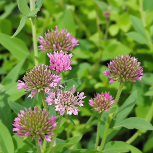 Red Clover Flower – Perennial Flower Seeds