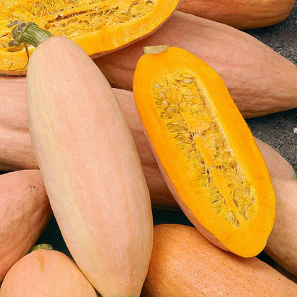 Jumbo Pink Banana – Garden Vegetable Seeds