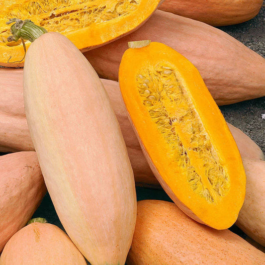 Jumbo Pink Banana – Garden Vegetable Seeds