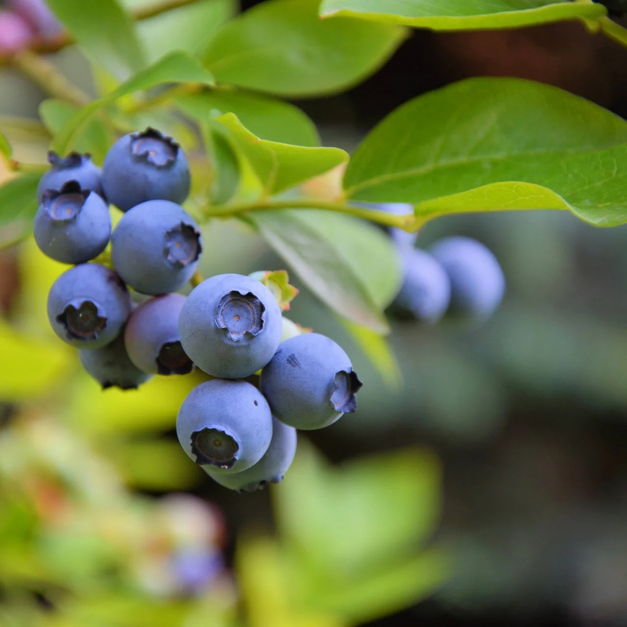 Blueberry Pie Japanese – Garden Fruit Seeds