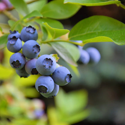 Blueberry Pie Japanese – Garden Fruit Seeds