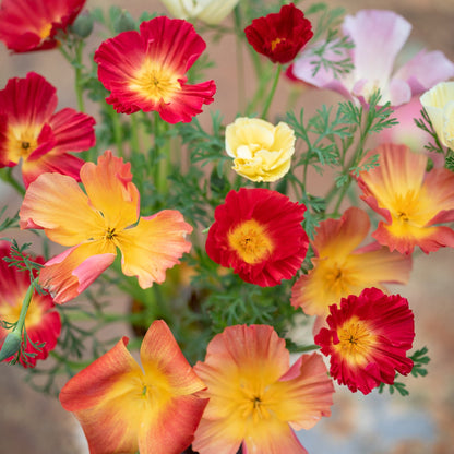 Eschscholzia Californica Thai Silk Formula Mixture Seeds California Poppy Mix