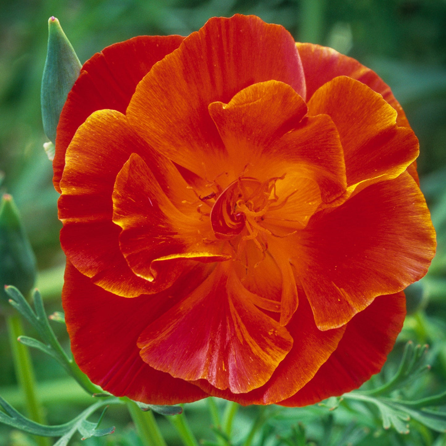 Eschscholzia Californica Fire Bush Seeds California Poppy  Fiery Orange-Red Blooms