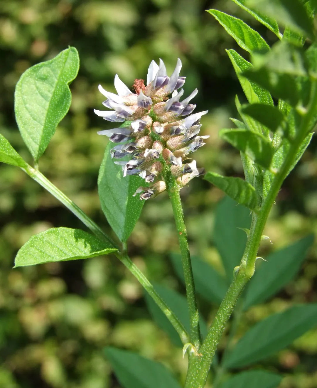 Licorice Glycyrrhiza Glabra – Perennial Herb Garden Seeds