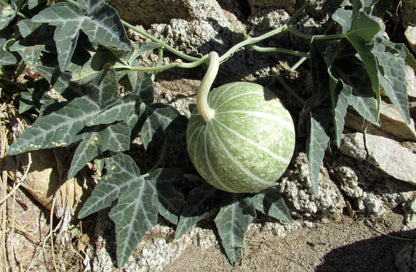 Buffalo Coyote Gourd – Climbing Vegetable Garden Seeds