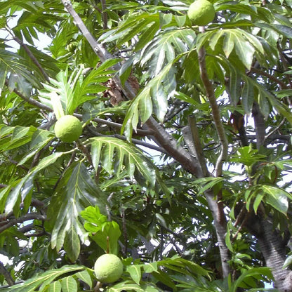 Breadfruit (Artocarpus Altilis) Seeds for Planting – Heirloom, Non-GMO, Easy to Grow, Tropical Tree Variety