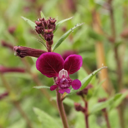 Cuphea viscosissima Seeds – Blue Waxweed, Heirloom, Non-GMO, Pollinator-Friendly Annual