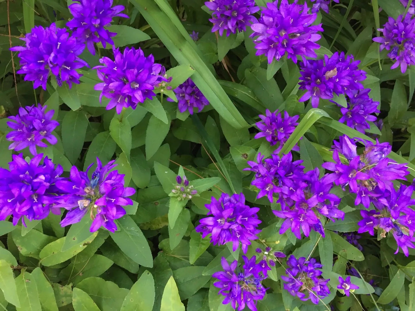 Bellflower Clustered Campanula Glomerata Acaulis – Hardy Garden Flower Seeds