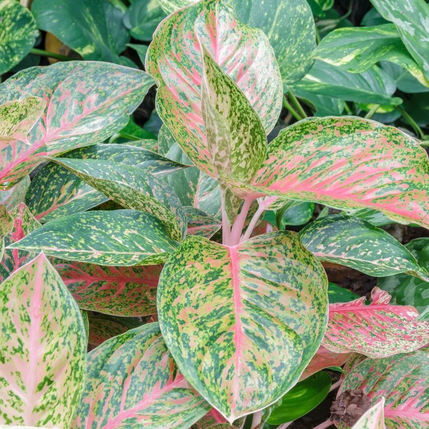 Aglaonema Harlequin Seeds Colorful Indoor Foliage Plant