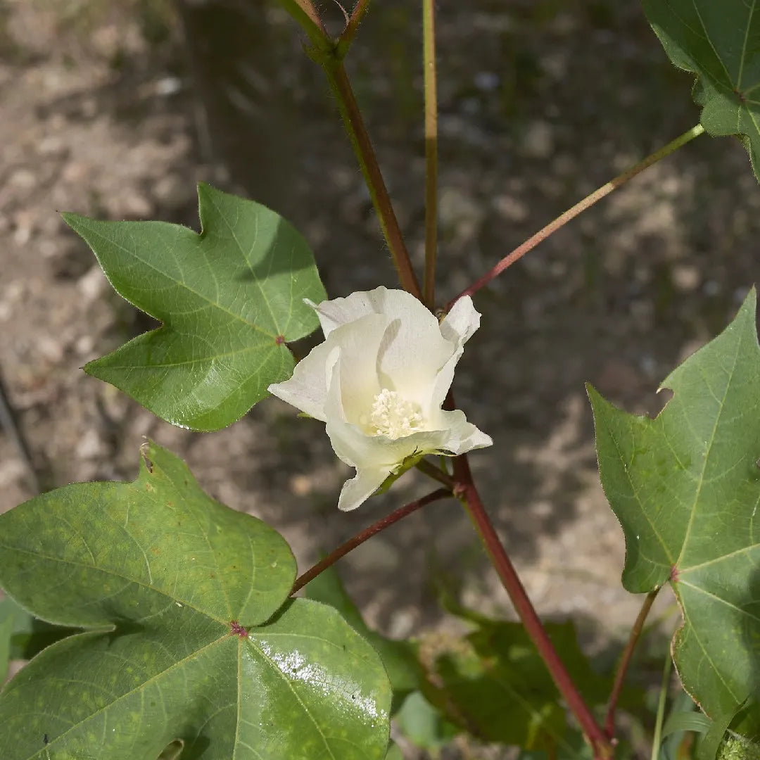 Cotton Gossypium Herbaceum – Levant Garden Vegetable Seeds