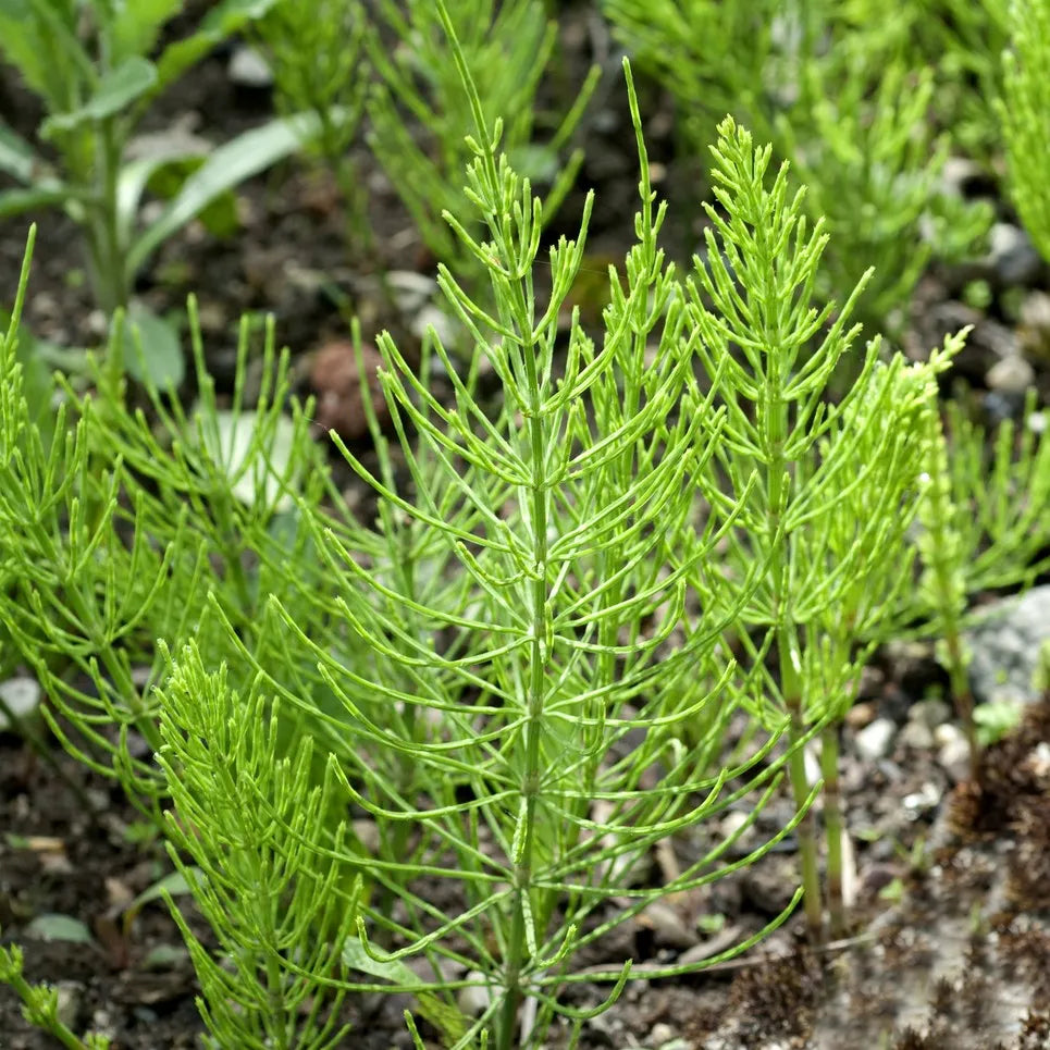 Equisetum arvense – Field Horsetail Plant for Landscaping